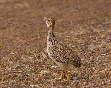 Foto de Codorna do Nordeste (Nothura boraquira)