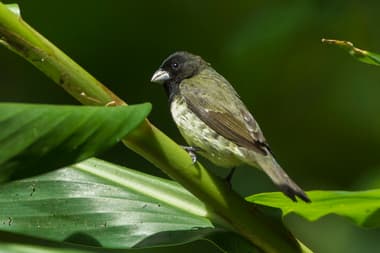 Foto de Coleiro Baiano (Sporophila nigricollis)