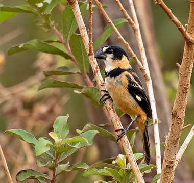 Foto de Coleiro do Brejo (Sporophila melanogaster)