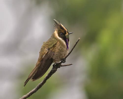 Foto de Colibrí Chivito del Ruiz (Oxypogon guerinii)