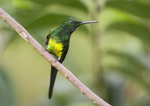 Foto de Colibrí Emperador (Heliodoxa imperatrix)