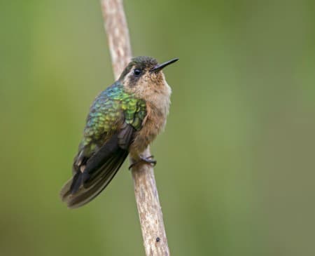 Foto de Colibrí Jaspeado (Adelomyia melanogenys)