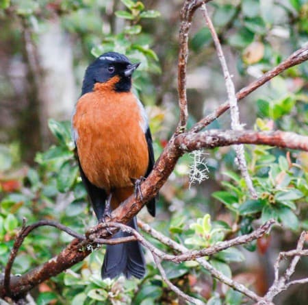 Foto de Comesebo Negro (Diglossa humeralis)