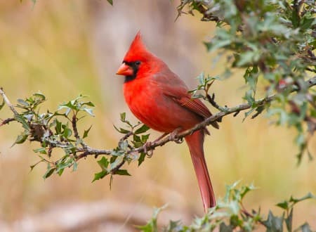 Foto de Common Cardinal (Cardinalis cardinalis)
