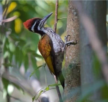 Foto de Common Goldenback (Dinopium javanense)