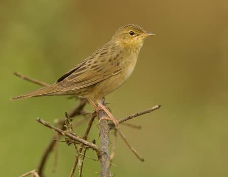 Foto de Common Grasshopper Warbler (Locustella naevia)