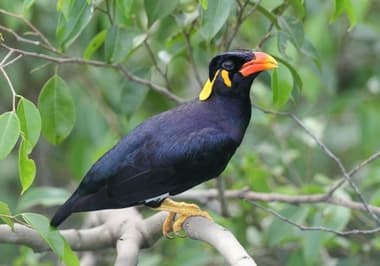 Foto de Common Hill Myna (Gracula religiosa)