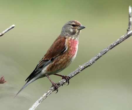 Foto de Common Linnet (Linaria cannabina)