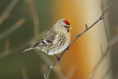 Foto de Common Redpoll (Acanthis flammea)