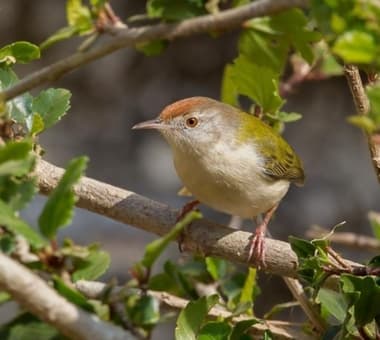 Foto de Common Tailorbird (Orthotomus sutorius)
