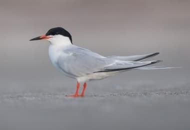 Foto de Common Tern (Sterna hirundo)