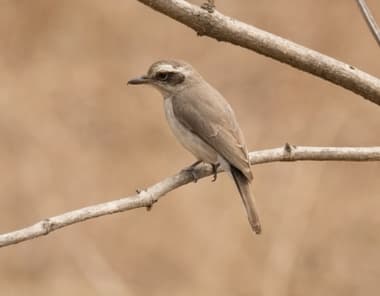 Foto de Common Woodshrike (Tephrodornis pondicerianus)