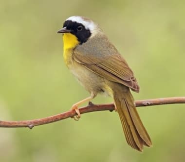 Foto de Common Yellowthroat (Geothlypis trichas)