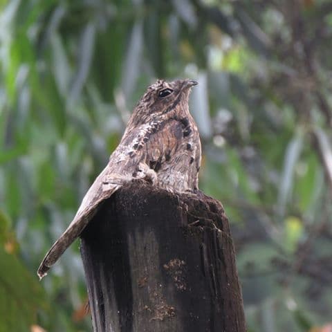 Foto de Común Biemparado (Systellura longirostris)