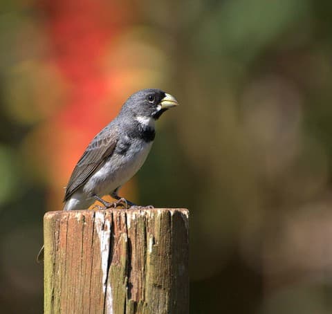 Foto de Corbatita Común (Sporophila caerulescens)