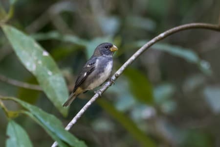 Foto de Corbatita Picudo (Sporophila rostrata)