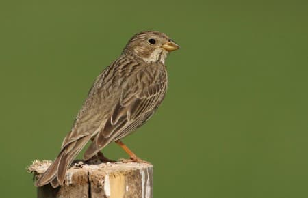 Foto de Corn Bunting (Emberiza calandra)
