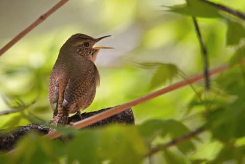 Foto de Corruíra (Troglodytes musculus)