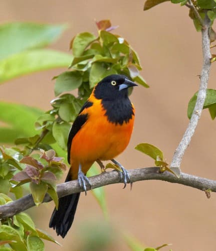 Foto de Corrupião (Icterus jamacaii)