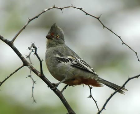 Foto de Cortarramas Peruano (Phytotoma raimondii)