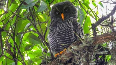 Foto de Coruja-Preta (Ciccaba huhula)