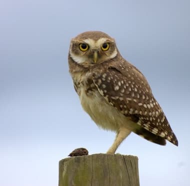 Foto de Coruja-Buraqueira (Athene cunicularia)