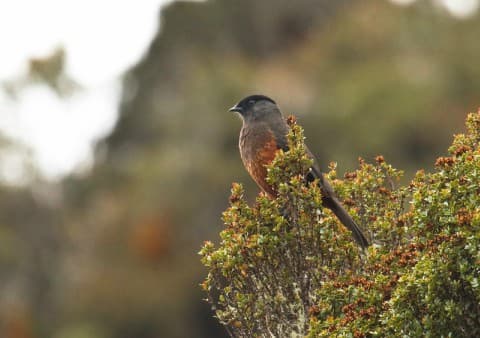 Foto de Cotinga Buchicastaña (Cotinga subcristata)