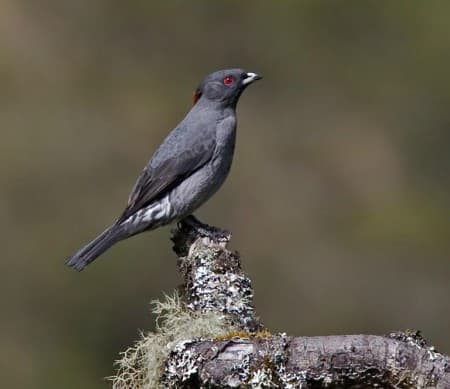 Foto de Cotinga Penachirroja (Cotinga cotinga)