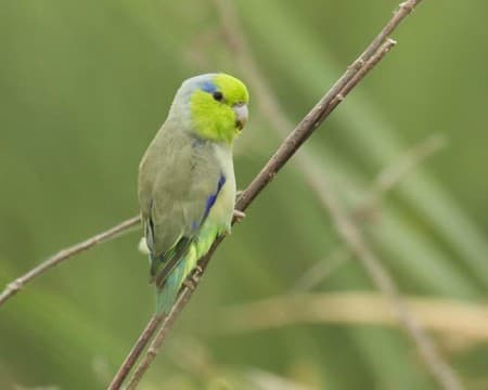 Foto de Cotorrita Celestial (Forpus xanthopterygius)