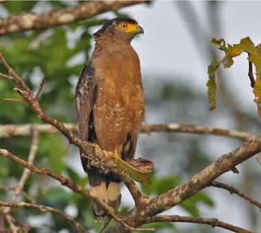 Foto de Crested Serpent Eagle (Spilornis cheela)