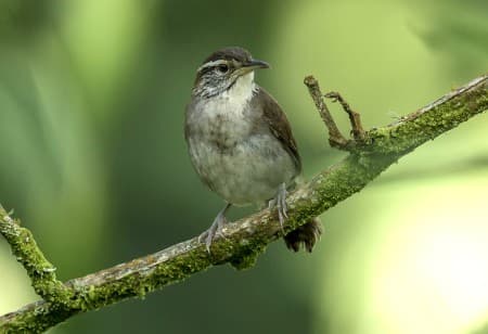 Foto de Cucarachero de Nicéforo (Thryophilus nicefori)