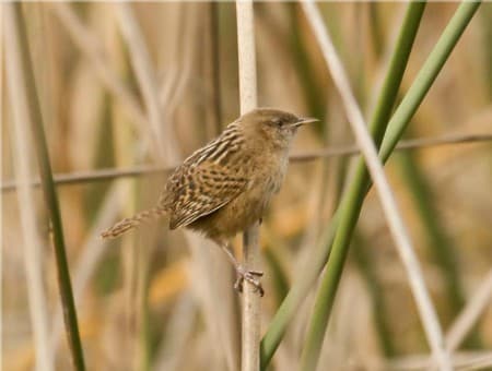 Foto de Cucarachero de Pantano (Cistothorus palustris)