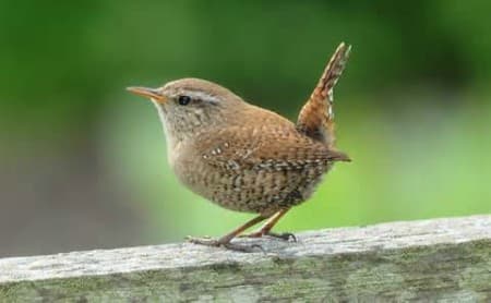 Foto de Cucarachero de Santa Marta (Troglodytes monticola)