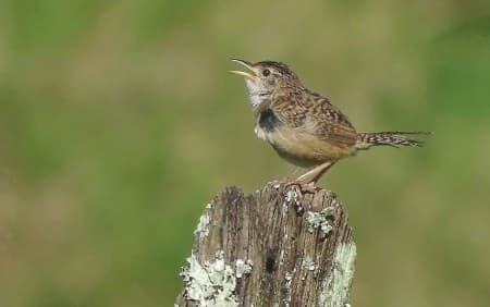 Foto de Cucarachero Sabanero (Cistothorus platensis)