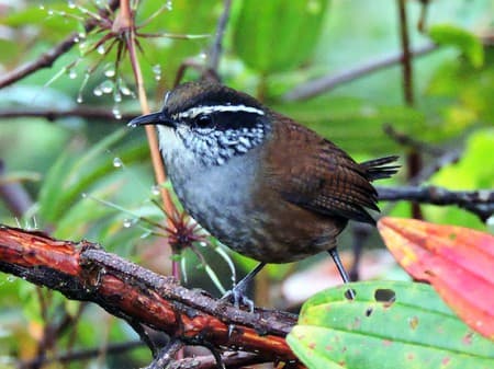 Foto de Cucharero de Munchique (Thryophilus sernai)