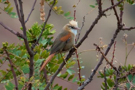 Foto de Curutié Crestado (Cranioleuca subcristata)