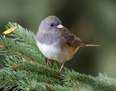Foto de Dark Eyed Junco (Junco hyemalis)