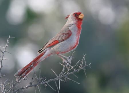 Foto de Desert Cardinal (Cardinalis sinuatus)