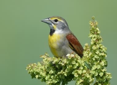 Foto de Dickcissel (Spiza americana)