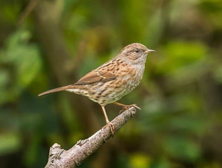 Foto de Dunnock (Prunella modularis)