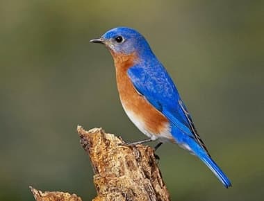 Foto de Eastern Bluebird (Sialia sialis)