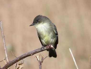 Foto de Eastern Phoebe (Sayornis phoebe)