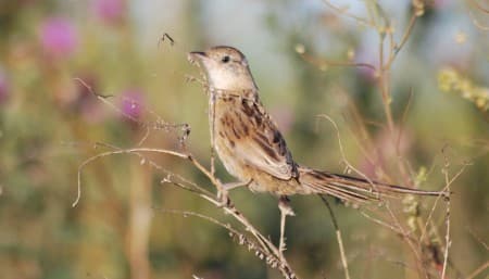 Foto de Espartillero Enano (Spartonoica maluroides)