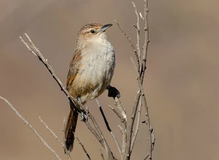 Foto de Espinero Andino (Phacellodomus striaticeps)