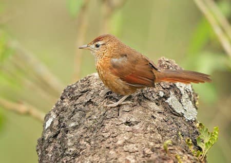 Foto de Espinero Serrano (Phacellodomus sibilatrix)
