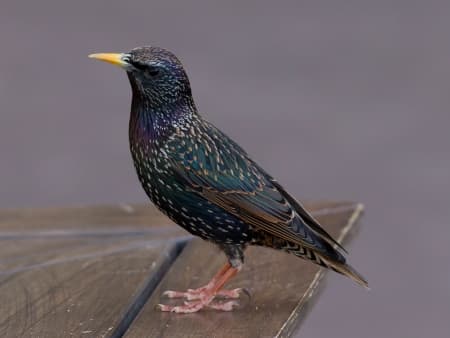 Foto de Estornino Pinto (Sturnus vulgaris)