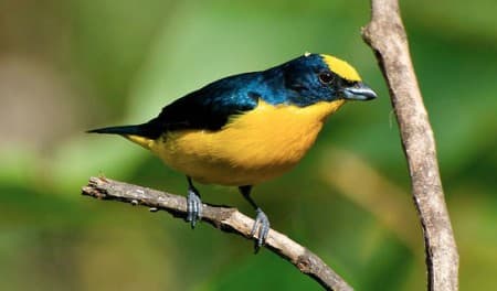 Foto de Eufonia del Magdalena (Euphonia concinna)
