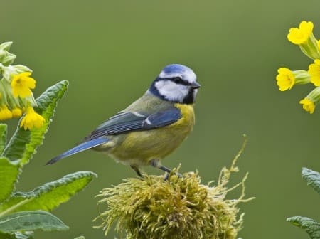 Foto de Eurasian Blue Tit (Cyanistes caeruleus)