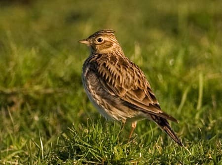 Foto de Eurasian Skylark (Alauda arvensis)