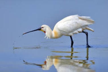 Foto de Eurasian Spoonbill (Platalea leucorodia)
